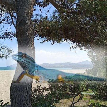 O Gecko Marin T2 Classe Entre Mer Et Village A Pied Argelès-sur-Mer Εξωτερικό φωτογραφία
