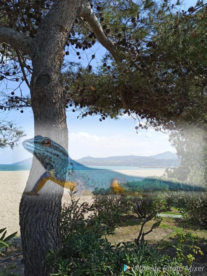 O Gecko Marin T2 Classe Entre Mer Et Village A Pied Argelès-sur-Mer Εξωτερικό φωτογραφία
